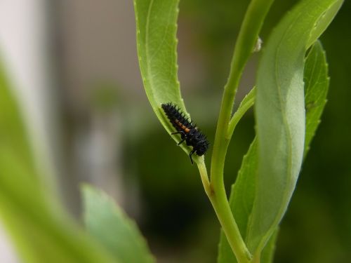 marienkäfer larva ladybug beetle