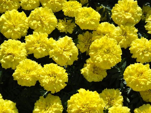 marigold large flowers