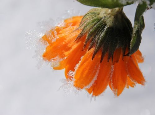 marigold blossom bloom