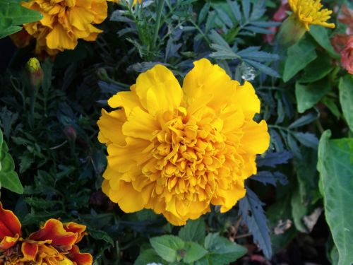 marigold flower yellow