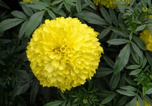 marigold flower yellow