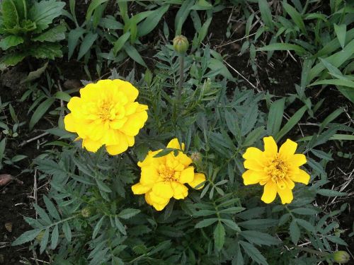 marigold yellow flowers summer flowers