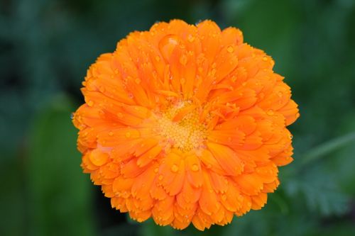 marigold calendula rainstorm