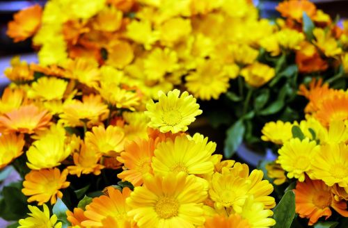 marigold flowers bloom