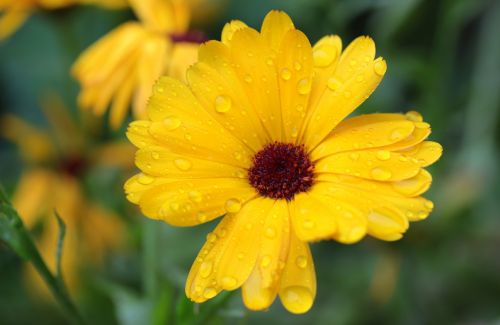 marigold calendula blossom