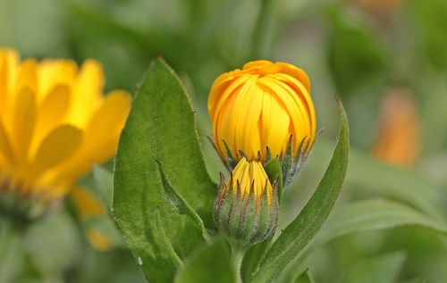 marigold calendula bud