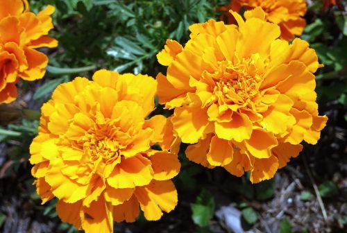 marigold yellow flower