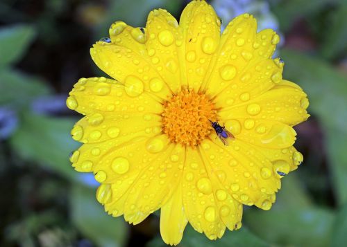 marigold calendula yellow