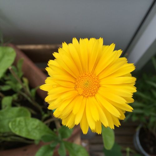 calendula officinalis garden flower