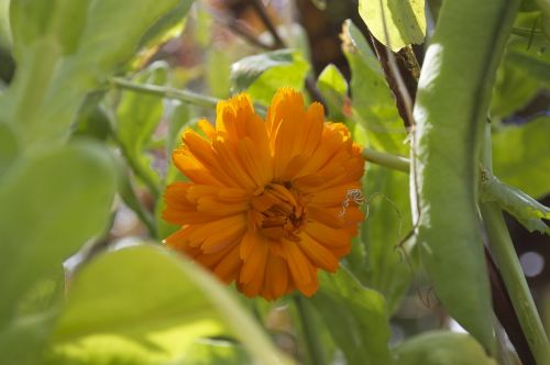 marigold flower yellow