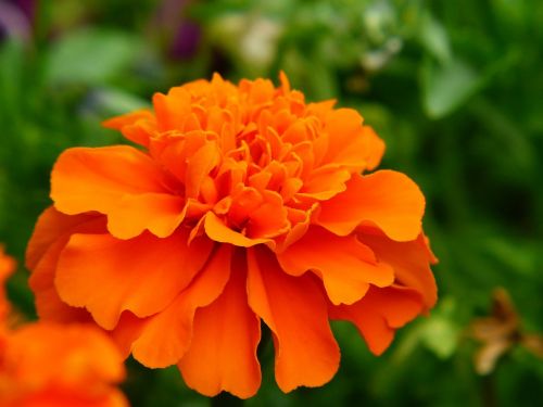 marigold flower meadow orange