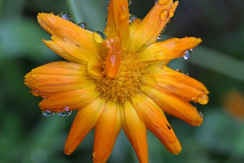 marigold calendula yellow