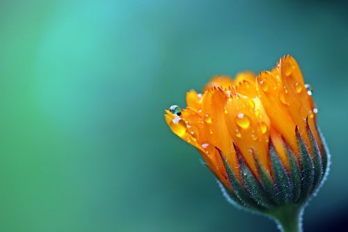 marigold calendula orange