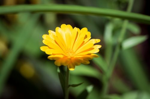 marigold calendula officinalis flower