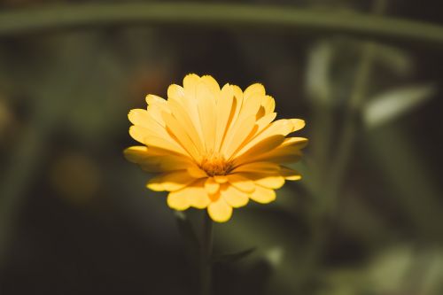 marigold calendula officinalis flower