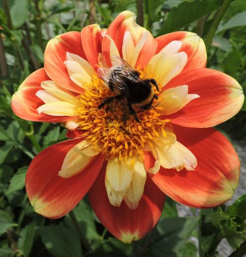 marigold hummel orange