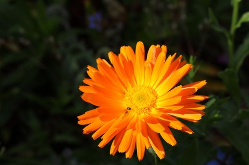 marigold orange gardening