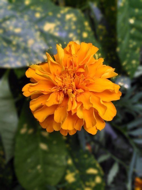 marigold flower yellow