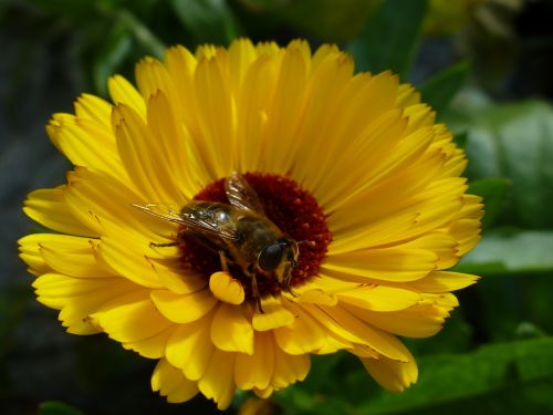 marigold yellow bee