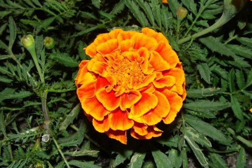 marigold floral plant