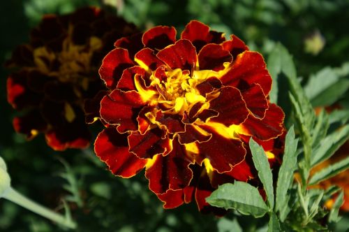 marigold garden