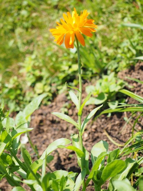 marigold flower blossom