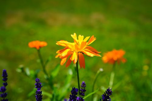 marigold flower blossom