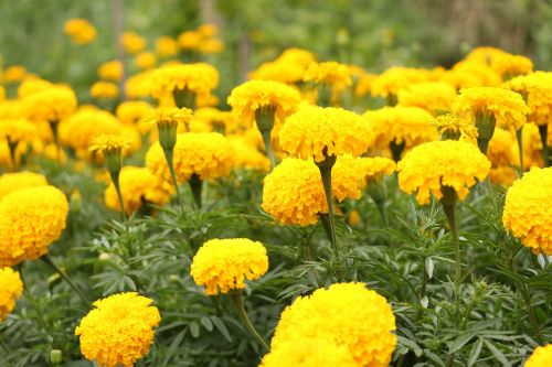 marigold flowers yellow flowers