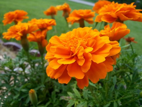 marigold flower orange