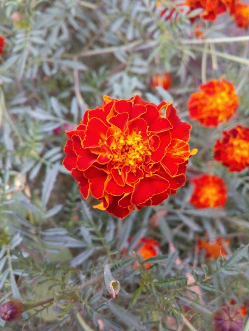 marigold flora flower