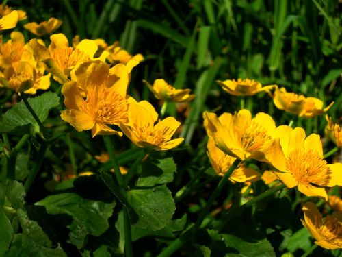 marigold yellow flowers