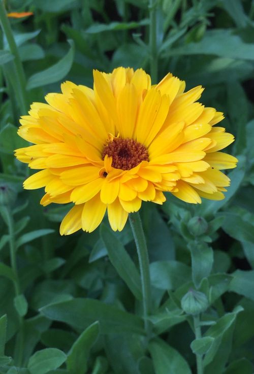 marigold flowers summer