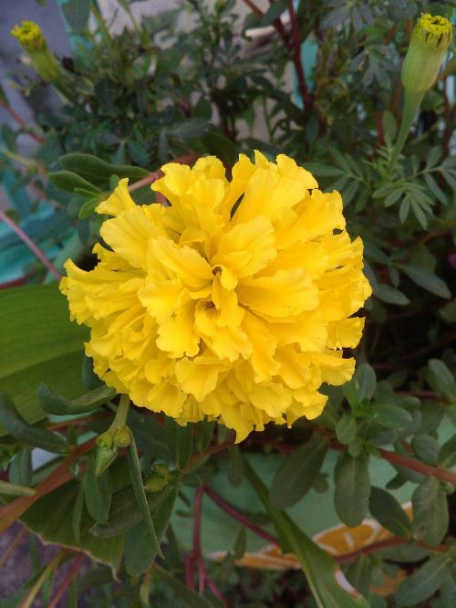 marigold ornamental flowers