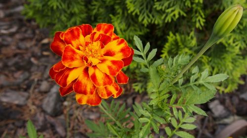 marigold flower flowers