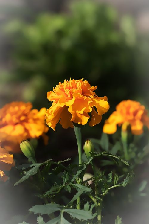 marigold marigolds turkish carnation