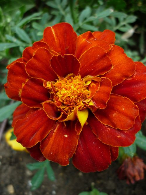 marigold culture blossom