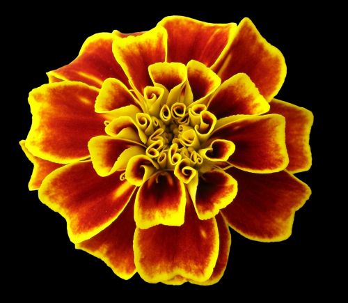 marigold flower nature