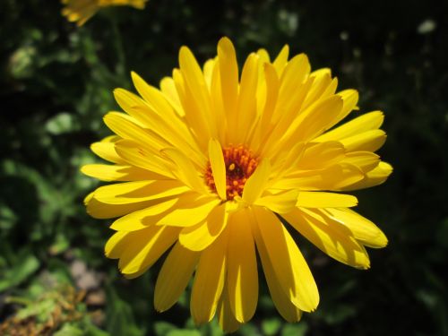 marigold yellow marigold yellow