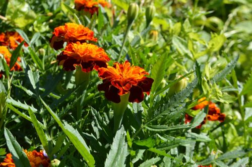 marigold summer flower bed