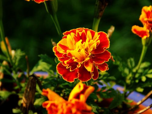 marigold flower bloom