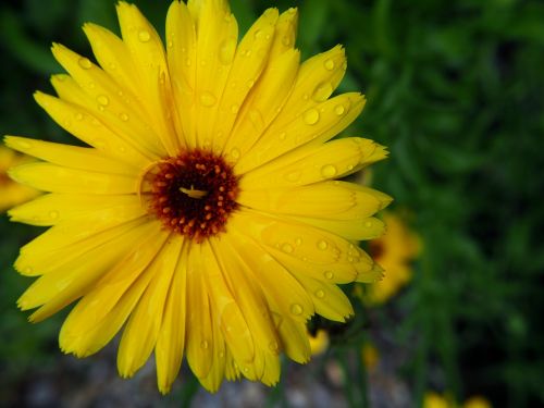 marigold blossom bloom