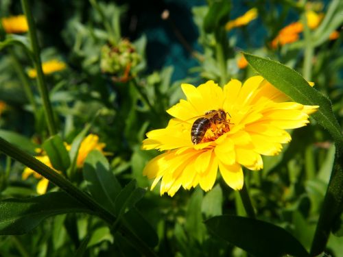 marigold bee pollen