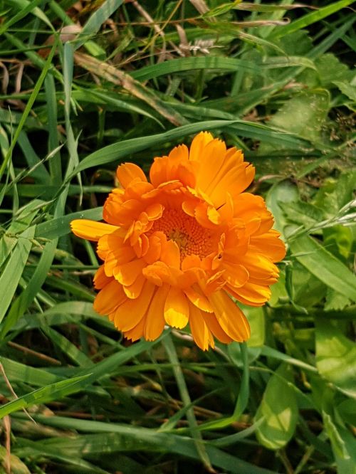 marigold calendula meadow