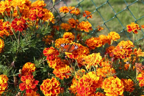 marigold garden flowers flowering