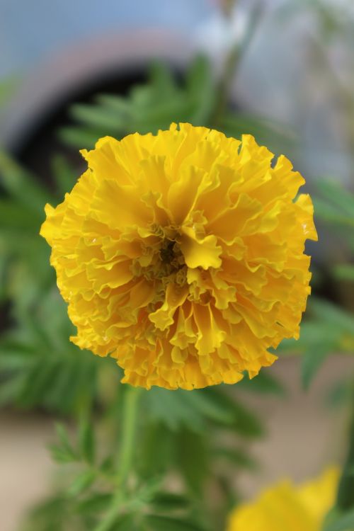 marigold nature yellow