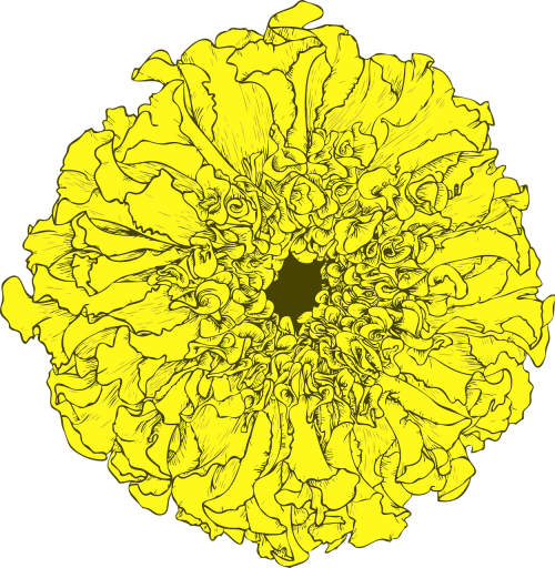 marigold tagetes flower