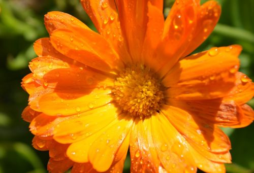 marigold drops dew