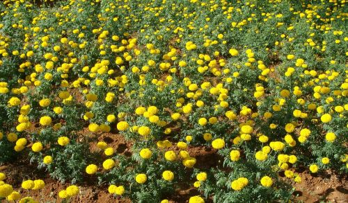 marigold flowers fields