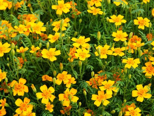 marigold flowers wildflowers