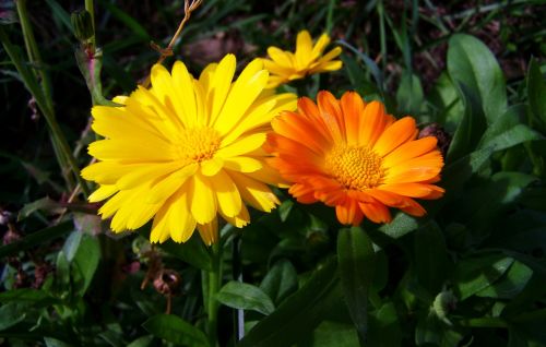 marigold yellow-orange flowers flower garden